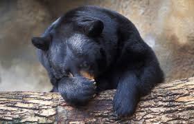 Devocional Diario: Dia 17 de Julho